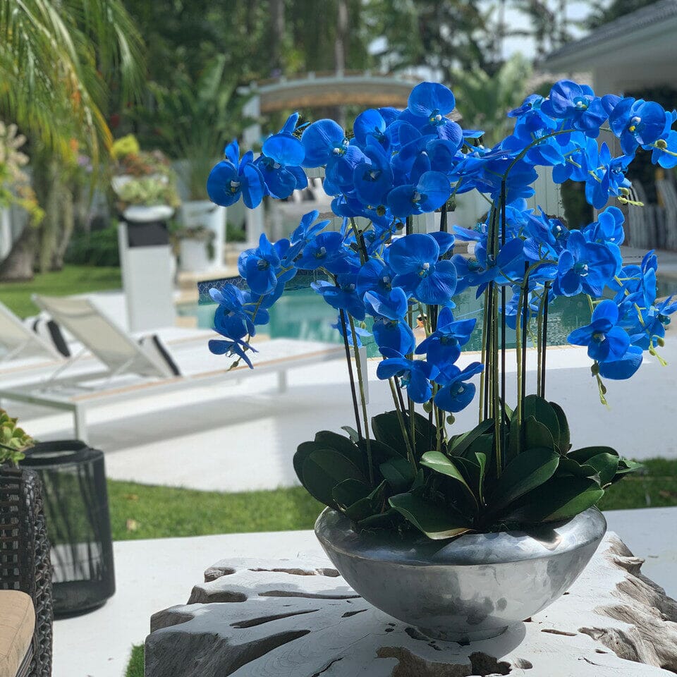 Avenida Bowl con orquídeas Phalaenopsis azules