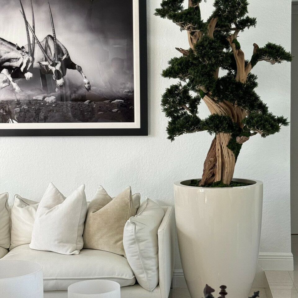 Bonsái grande en maceta Brannan