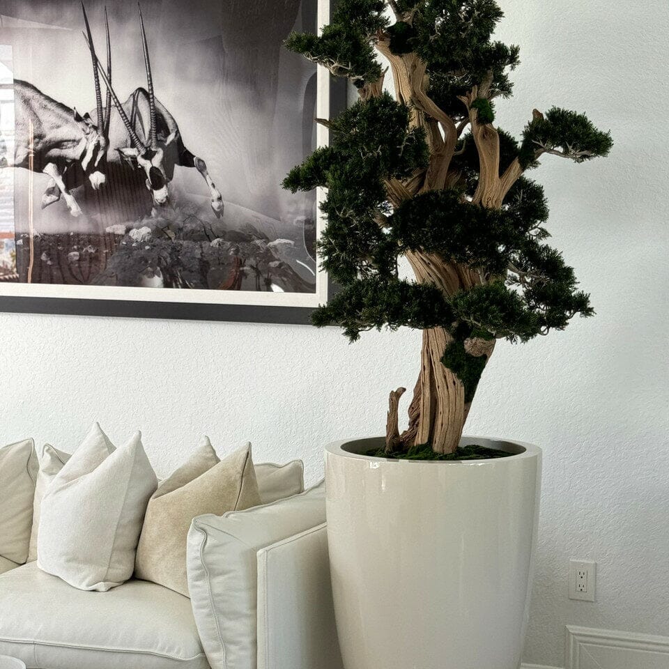 Bonsái grande en maceta Brannan