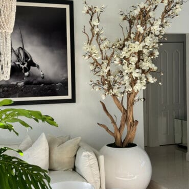 Árbol de magnolia blanca en maceta globo blanca brillante de 30″