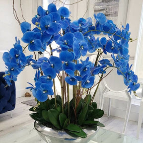 Cuenco Avenue con orquídeas Phalaenopsis azules