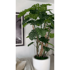 Planta Monstera en maceta blanca brillante