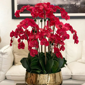 Orquídeas Phalaenopsis rojas en una maceta dorada mediana